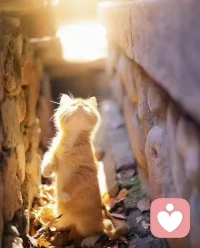 當一個生命被看見，就會像一道陽光一樣進入的內心，每個生命都是向陽而生，一點光亮，就可以激發出內心無窮的力量[太陽]配圖