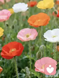 生活可能没那么好，
但春天确实在认真营业。
花在开，树在绿，风在暖，
你也要快乐起来呀。配图