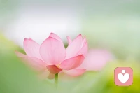 跟原生家庭和解，并不意味著原諒他人，而是理解，接納和允許自己配圖