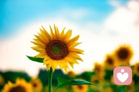 100個(gè)人有100個(gè)看法，別人的看法與你做了什么沒有關(guān)系，與他自己的經(jīng)歷和理解力有關(guān)系。你之所以害怕別人的眼光，可能是對自己所做的事沒能給到100%的支持。只要是做過的事，那就是當(dāng)下對你最有利的，你最智慧的做法。若能意識到這些，就能不再害怕別人的眼光了。配圖