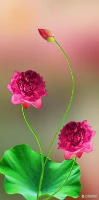 在正确的时间，遇见正确的人，是一种幸福;在正确的时间，遇见错误的人，是一种悲伤;在错误的时间，遇见正确的人，是一种无奈;在错误的时间，遇见错误的人，是一种折磨。配图