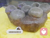 【歌3:5】耶路撒冷的眾女子啊，我指著羚羊或田野的母鹿囑咐你們，不要驚動、不要叫醒我所親愛的，等他自己情愿（“不要叫醒云云”或作“不要激動愛情，等他自發”）?！靖?:4】耶路撒冷的眾女子啊，我囑咐你們，不要驚動，不要叫醒我所親愛的，等他自己情愿（“不要叫醒云云”或作“不要激動愛情，等他自發”）。
【歌8:6】求你將我放在心上如印記，帶在你臂上如戳記；因為愛情如死之堅強，嫉恨如陰間之殘忍。所發的電光，是火焰的電光，是耶和華的烈焰。
【歌8:7】愛情，眾水不能熄滅，大水也不能淹沒，若有人拿家中所有的財寶要換愛情，就全被藐視。配圖