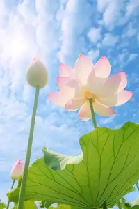 閉上眼睛，把一天好的心情醞釀成一壇美酒，待日后細細品味:把一天壞的遭遇統統拋給黑夜，期待明天有個最精彩的自己?。晚安，愿你今夜[睡]好夢。配圖