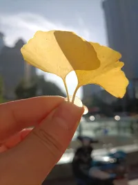 ［混亂型依戀］——這種依戀類型的特點是，個體在情感關系中表現(xiàn)出高度的不一致性和不可預測性。他們既渴望親密，又害怕依賴，這種矛盾使得他們在關系中不斷尋求驗證，同時也不斷破壞關系。配圖