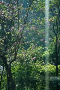放松對自己的關注和擔憂，慢慢敞開內心，其他生命自然會走進來。帶著清明的觀照，重新去覺知，體會世間萬物的相通相連。不要把自己當作局外人，而是置換在他們的位置上，把心融入他們的心中去真實地體念。感同身受是需要培養的。只要自己愿意放下自我為中心的分別、評判，就能體會每一個人的苦樂和局限，并能學會理解、尊重……配圖