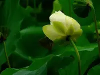 一個人真正獨立起來是一件特別可怕的事情。因為不對外部投注過多的期待，也就無所畏懼。從此眼光就只落在自己身上。其實關于生活，我們早已心知肚明，就無需過多煽情了。內心的平靜，是對自己最好的慈悲～配圖