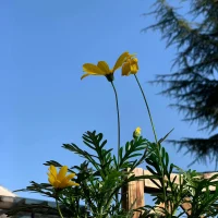 七月，盛夏流年，時光漫漫，終有悅滿～配圖