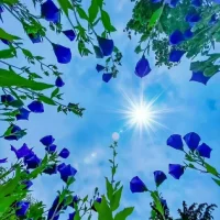 七月，盛夏流年，時光漫漫，終有悅滿～配圖