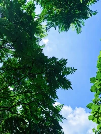 自在解隔塵中事，禪定能清外物心～配圖