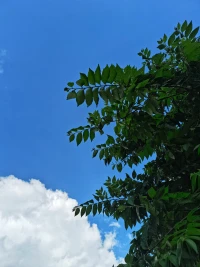 天很蓝，树很绿，阳光很暖，风很轻，抛开烦恼，保持快乐！​余生，把每一秒过成自己的良辰。早安☀️☀️☀️配图
