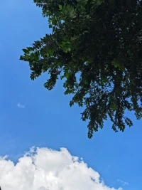 天很蓝，树很绿，阳光很暖，风很轻，抛开烦恼，保持快乐！​余生，把每一秒过成自己的良辰。早安☀️☀️☀️配图