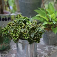 細把閑心觀造物，一花一草盡含情……早安～配圖