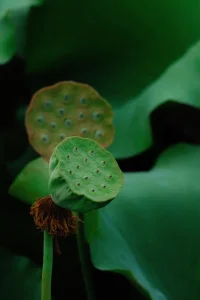 人生是一場修行！修行不是為了讓一切變的更好，而是要坦然地接受殘缺。修行不是要你放下一切欲望，而是不要被欲望所左右。配圖