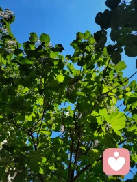 愿這個秋天，心無掛礙，日日晴朗，祝安好！?配圖