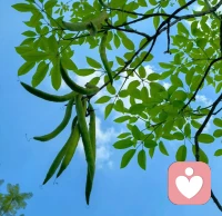 森田療法不提倡追溯過去，而是要重視當前的現實生活，是通過現實生活去獲得體驗性認識。像健康人一樣去生活，在生活中獲得體驗性的認識、啟發，順應情緒的自然變化，努力按照目標去行動?！樒渥匀?，為所當為！配圖
