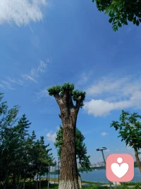 周末，在大自然中走走停停，看著風景，聽著督導課，放松式學習，充實而美好～配圖