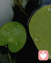 一切因緣而起，因念而生。不過分執著于某事某物時，就少些患得患失，自然而然煩惱也少了。順其自然，為所當為！配圖