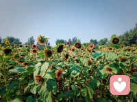 騎行8.2公里，偶遇一片向日葵花海~配圖