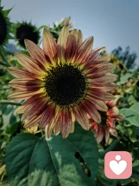 騎行8.2公里，偶遇一片向日葵花海~配圖