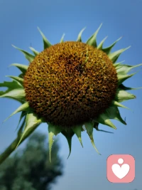 騎行8.2公里，偶遇一片向日葵花海~配圖