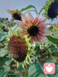 騎行8.2公里，偶遇一片向日葵花海~配圖