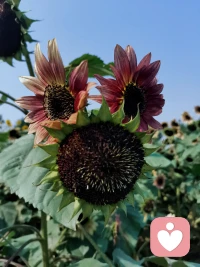 騎行8.2公里，偶遇一片向日葵花海~配圖