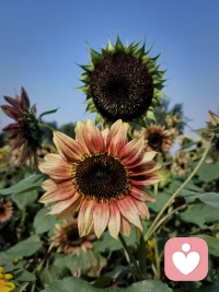 騎行8.2公里，偶遇一片向日葵花海~配圖