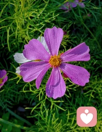 秋來無恙，只言暖，不語傷，遠處是風景，近處是人生，一日一歡喜，多好～配圖