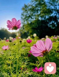 秋來無恙，只言暖，不語傷，遠處是風景，近處是人生，一日一歡喜，多好～配圖