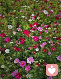 秋來無恙，只言暖，不語傷，遠處是風景，近處是人生，一日一歡喜，多好～配圖