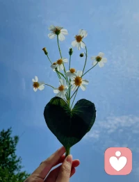 秋來無恙，只言暖，不語傷，遠處是風景，近處是人生，一日一歡喜，多好～配圖