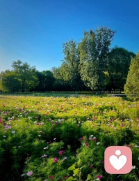 秋來無恙，只言暖，不語傷，遠處是風景，近處是人生，一日一歡喜，多好～配圖