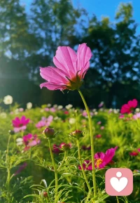 秋來無恙，只言暖，不語傷，遠處是風景，近處是人生，一日一歡喜，多好～配圖
