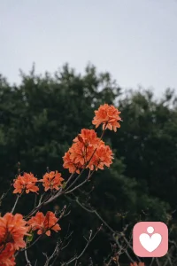 人要鍛煉自己的人格、風骨，不要隨風雨破落，失去自己的樣子。早安，心安一切皆安！配圖