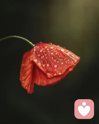 人要鍛煉自己的人格、風骨，不要隨風雨破落，失去自己的樣子。早安，心安一切皆安！配圖