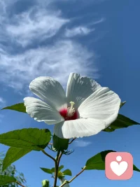 日出而升，愿新的一天，沒有雜陳，只有光和希望！！!配圖