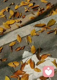 又要降溫了，盡情享受今日這難得的好天氣！曬到的秋日陽光分你一半，祝大家萬事皆安～配圖