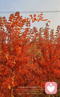 楓樹葉落人長久，梓林花開離別秋～周末秋日時(shí)光里的走走停停～配圖