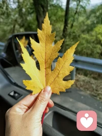 楓樹葉落人長久，梓林花開離別秋～周末秋日時(shí)光里的走走停停～配圖