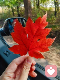 楓樹葉落人長久，梓林花開離別秋～周末秋日時(shí)光里的走走停停～配圖