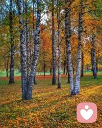 所有的病癥都是自我未知的部分的表達，心理癥狀亦如此。無論身體的還是心靈的，癥狀都是自我的一部分，它當然不應該被驅逐和消殺。相反，它應該被聆聽、被親撫、被接受。

一個人的癥狀對這個人的意義，是精神分析治療最為關注的。治療師對癥狀的興趣、探索和理解的態度，影響了來訪者對自已癥狀的態度，畢竟，來訪者起初是想找個更厲害的“屠夫”，將自已的癥狀砍掉。治療師不是那個屠夫，而是一個能夠容納癥狀的好客體。治療師真正影響的，是來訪者對自我的體驗。配圖