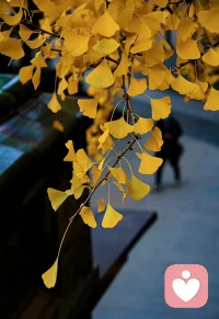 我們有什么樣的智慧境界,所理解的世界往往就是什么樣的,所以對自己理解的世界不要作定解,不要認為世界就是這樣的。因為這是與你的見地和福德相對應(yīng)的,當你的見地、福德不同的時候,呈現(xiàn)在你面前的世界就不同。所以,一切顯現(xiàn)空無自性。配圖