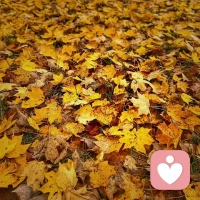 歲月不聲不響，人生且不慌不忙。在這凡俗的煙火里，晨昏歡喜，全力以赴地過，云淡風輕的活，如是即可～早安吉祥～配圖