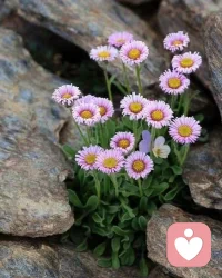 正能量和负能量是一回事，区别仅仅是，正能量是被允许、被看见的，而负能量或黑色能量，是不被允许不被看见的。黑色能量有两种表达途径：继续向外指向客体，这是攻击性；不能攻击客体，转而攻击自己，抑郁症就是攻击性指向自己。而当黑色能量能在自体和客体之间流动时，就可以被转化了，转化成生命力。所以，能量被看见后，一切能量都可以转化成好的。这就是关系的意义所在。配图