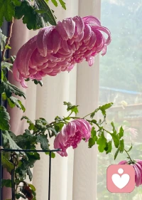 客体稳定性，是指维持客体稳定形象的能力，特别是维持母亲的稳定形象。心理学研究发现，孩子在一岁半时才能形成“客体稳定性”的概念。这时，一个事物从他眼前拿走，他不会太慌，因为他知道这个事物仍然存在。但在客体稳定性的概念没有形成前，他要么会很慌，要么根本不在乎，因为他会认为这个事物一旦在他眼前不存在了，那就是彻底消失了。因为没有“客体稳定性”的能力，所以可以和孩子玩“捉猫猫”的游戏，但等孩子长大后，形成了这个能力后，这个游戏就玩不下去了。除了“客体稳定性”，还有“情感客体稳定性”的概念。如果母亲与孩子有一个高质量的稳定关系，那么孩子在三岁时就能形成“情感稳定性”的能力，即孩子会知道，已经建立的情感就是稳定的，不会随着关系的改变而轻易发生改变。用我的话来讲，有了“情感稳定性”概念的孩子，就意味着“心中住下了一个爱的人”，当内在有一个爱的客体住进来以后，一个人才有了真正能承受孤独的能力。配图