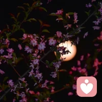 你的內心總有一處寧靜的圣地，你可以隨時退避并在那里成為你自己。

——赫爾曼·黑塞配圖