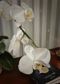 好的心態(tài)可以讓境隨心轉(zhuǎn)，堅定內(nèi)心的目標(biāo)，不攀比，不盲從，不被他人影響，過好屬于自己的每一個當(dāng)下，日子踏實(shí)而溫暖，足矣！馬上過年了，愿每個人都有所收獲與成長！早安！配圖