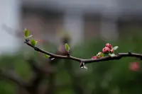 何謂春意？生命、希望、萬物可期。
此刻外面窗外細(xì)雨潺潺，枝頭又添新綠。
一朝春雨，萬物清明～早安～配圖