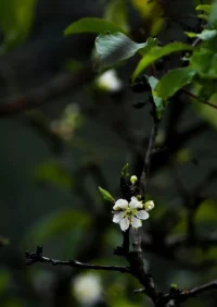 何謂春意？生命、希望、萬物可期。
此刻外面窗外細(xì)雨潺潺，枝頭又添新綠。
一朝春雨，萬物清明～早安～配圖