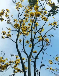 人生最好的作品就是自己，新的一天，即使無(wú)人欣賞，也要獨(dú)自芬芳，時(shí)常閱己，悅己 ，越己。配圖